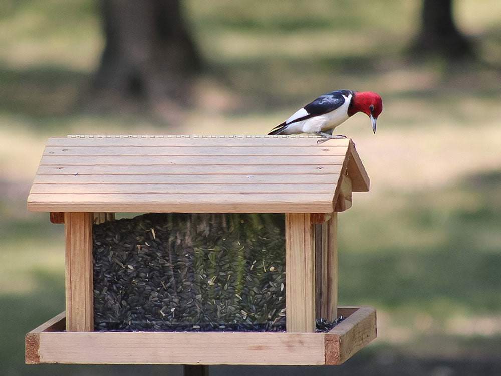 How to Clean Your Bird Feeders