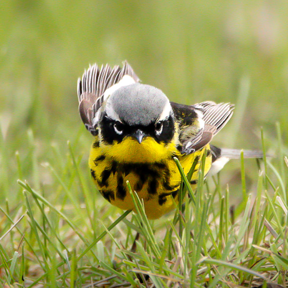 frequently asked questions