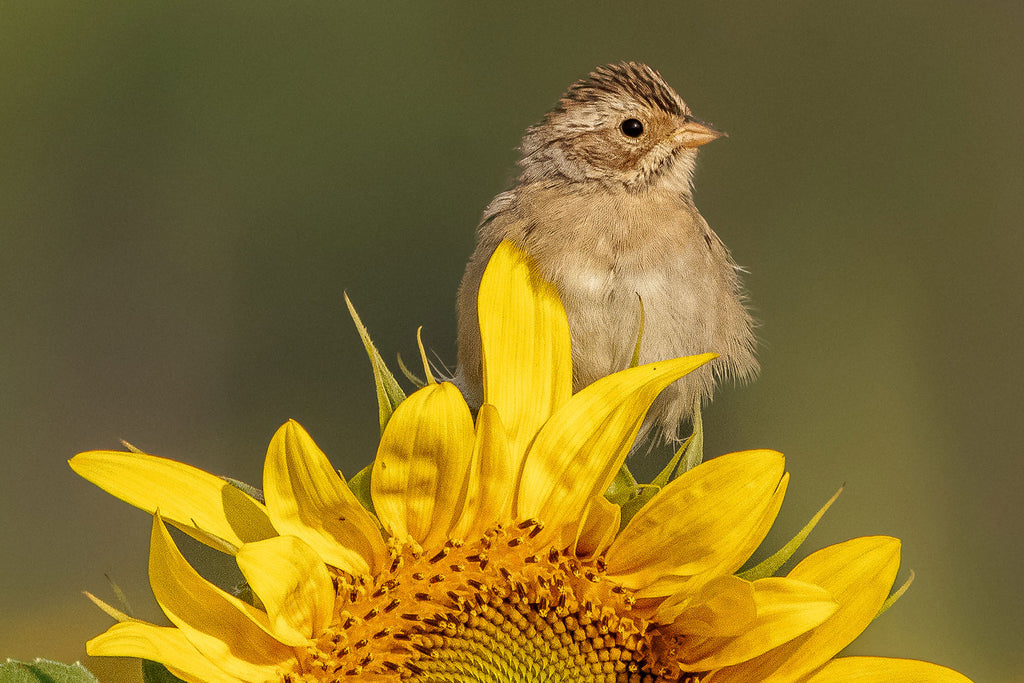 Family Farming & Feeder Fun