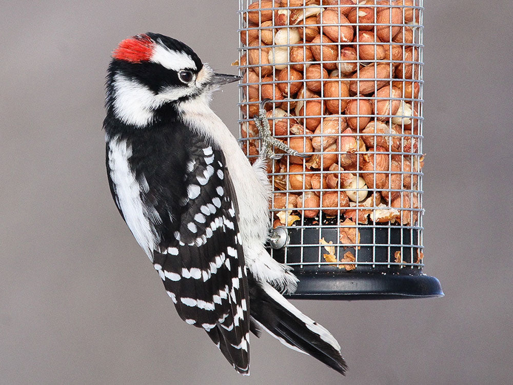 Bird Feeding for Beginners