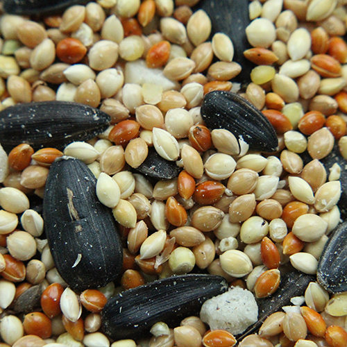 Premium Wild Birdseed Manitoba Grown Bird Seed Feed Pick of